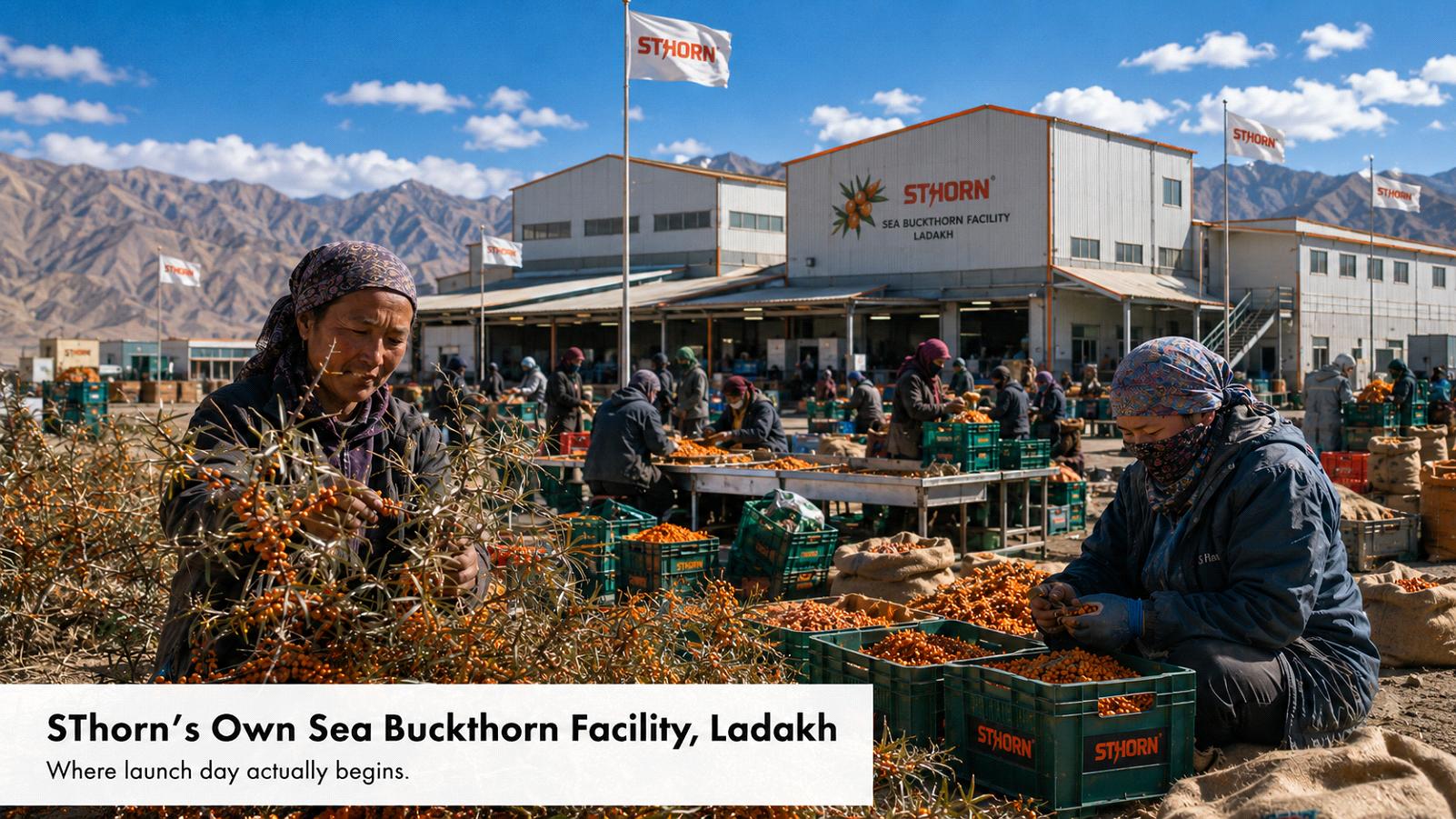 Workers hand-harvesting and sorting sea buckthorn berries at Sthorn's own processing facility in Ladakh, with mountains in the background.
